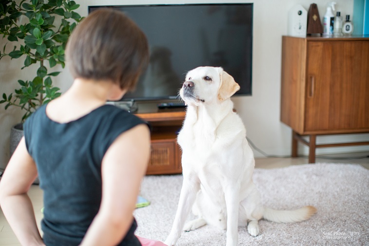 【写真】自宅であさいさんを見つけて座っている盲導犬のヴィヴィッド