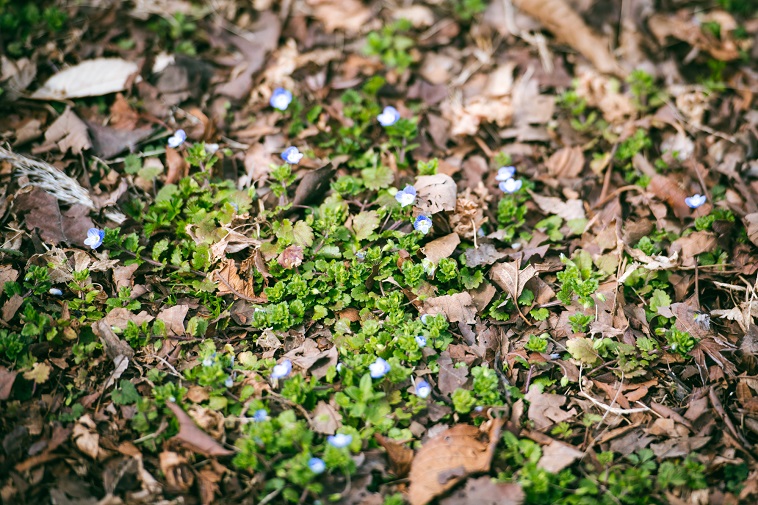 【写真】小さなオオイヌノフグリがたくさん咲いている
