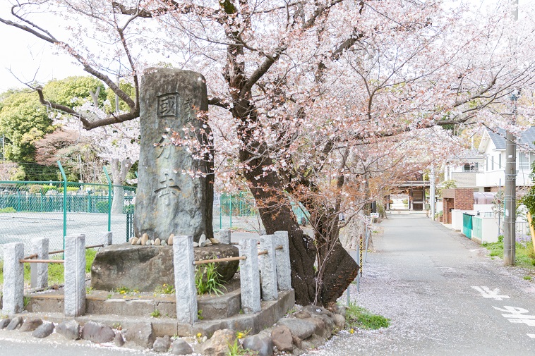 【写真】国分寺と書かれた石碑と満開の桜