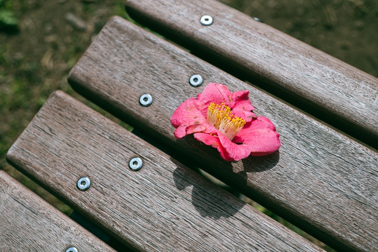 【写真】木のベンチに置かれた、赤い椿の花