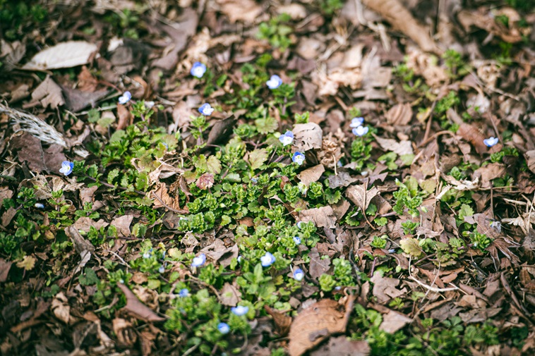【写真】地面に咲くオオイヌノフグリ